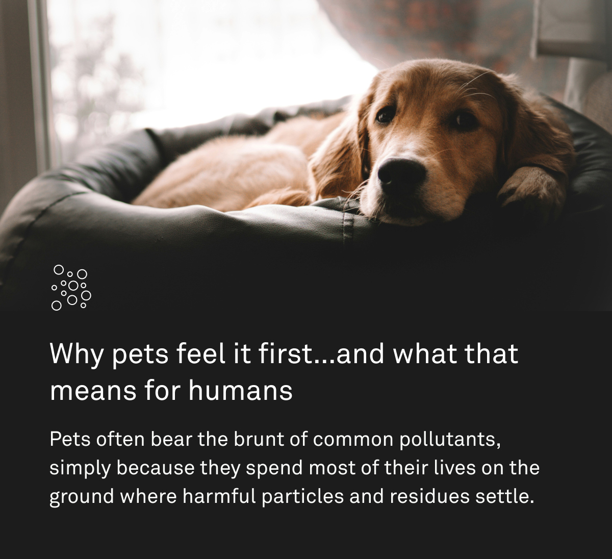 Why pets feel it first... and what that means for humans