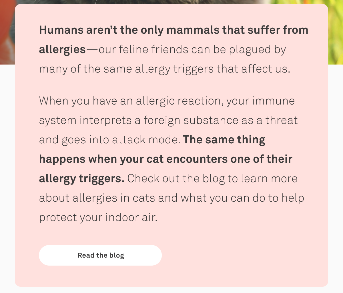 Does your cat have allergies? Molekule