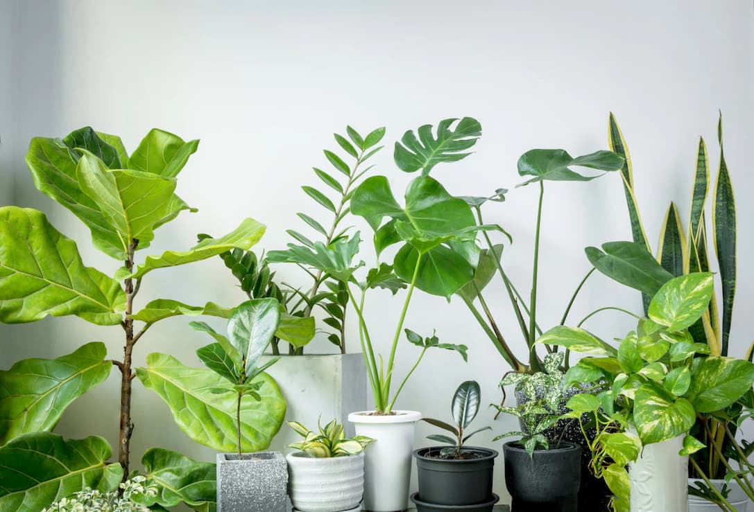 How many plants does it take to clean the air?