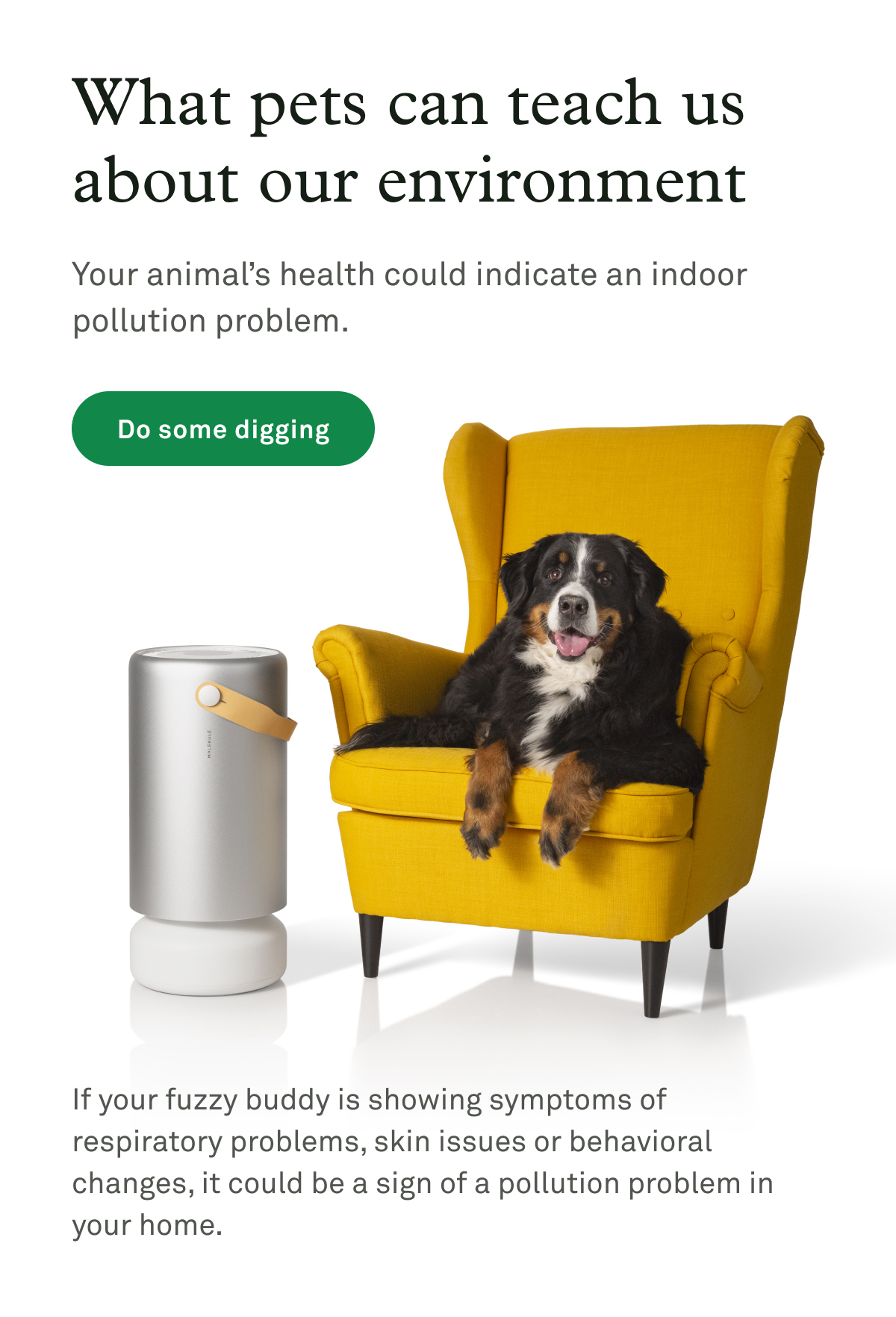 What pets can teach us about our environment