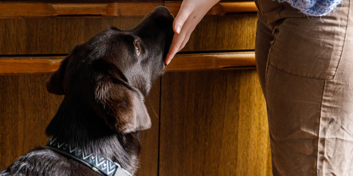 Inside Learn how air quality affects our pets Molekule