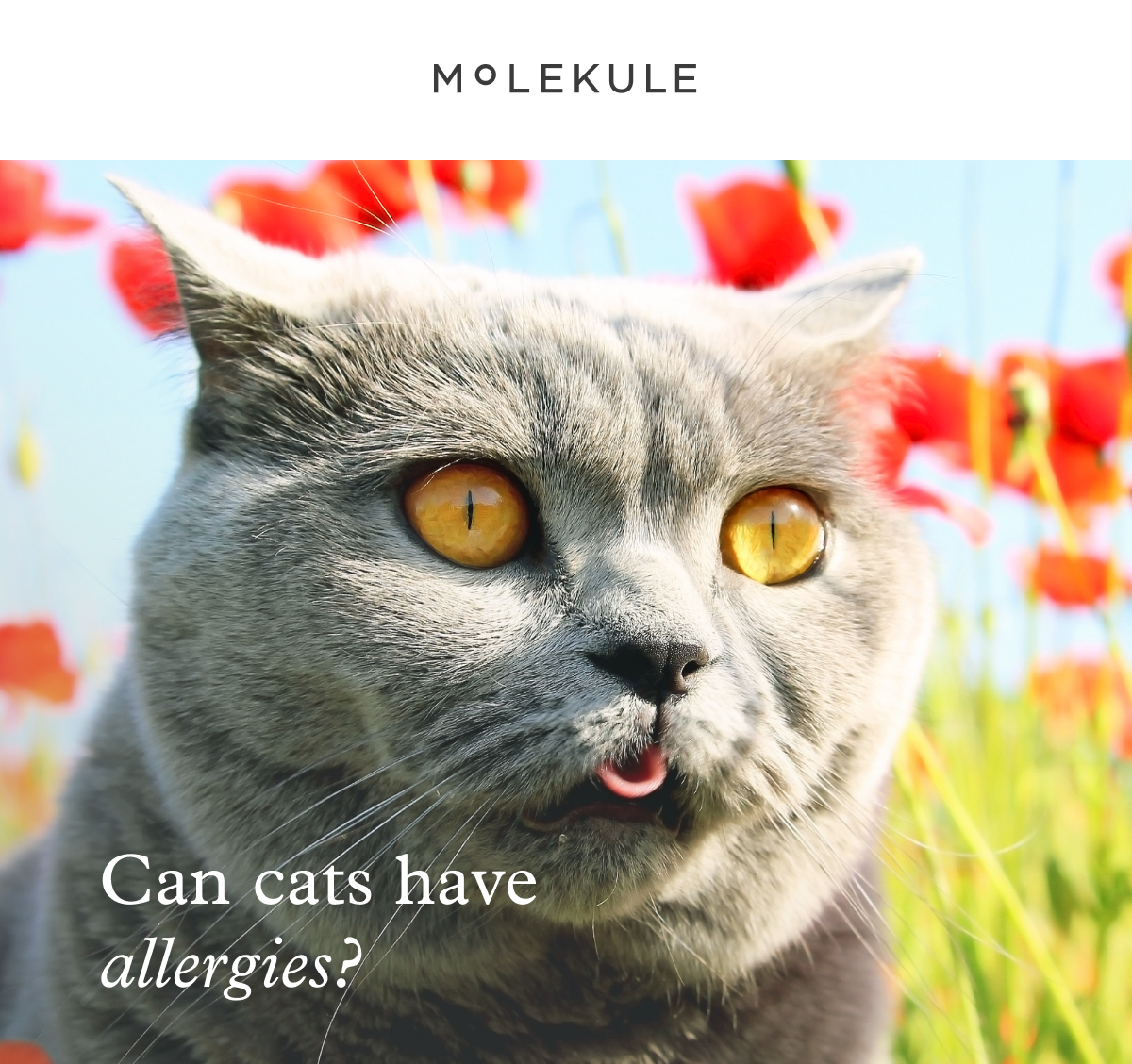 Does your cat have allergies? Molekule