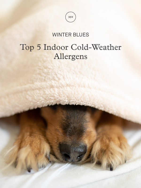 Top 5 Indoor Cold-Weather Allergens