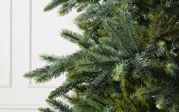 Tapered deep-green needles of California Baby Redwood® Christmas Tree