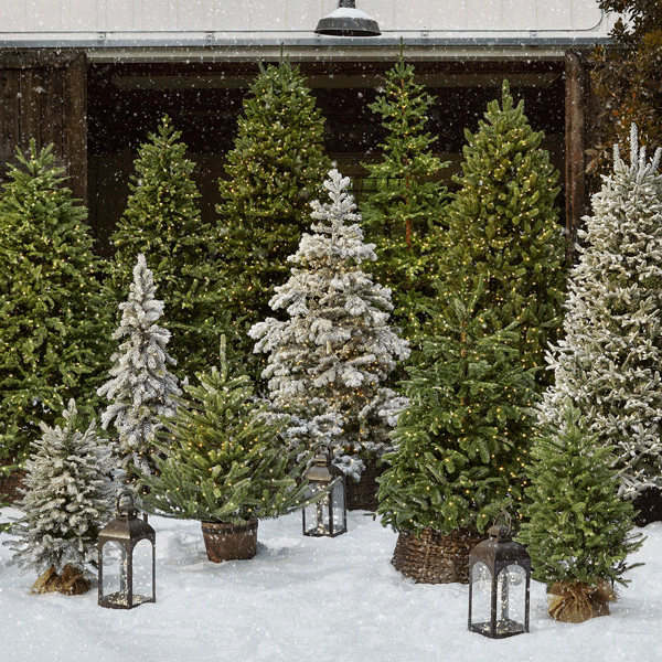 Balsam Hill Tree Grove featuring artificial Christmas trees with