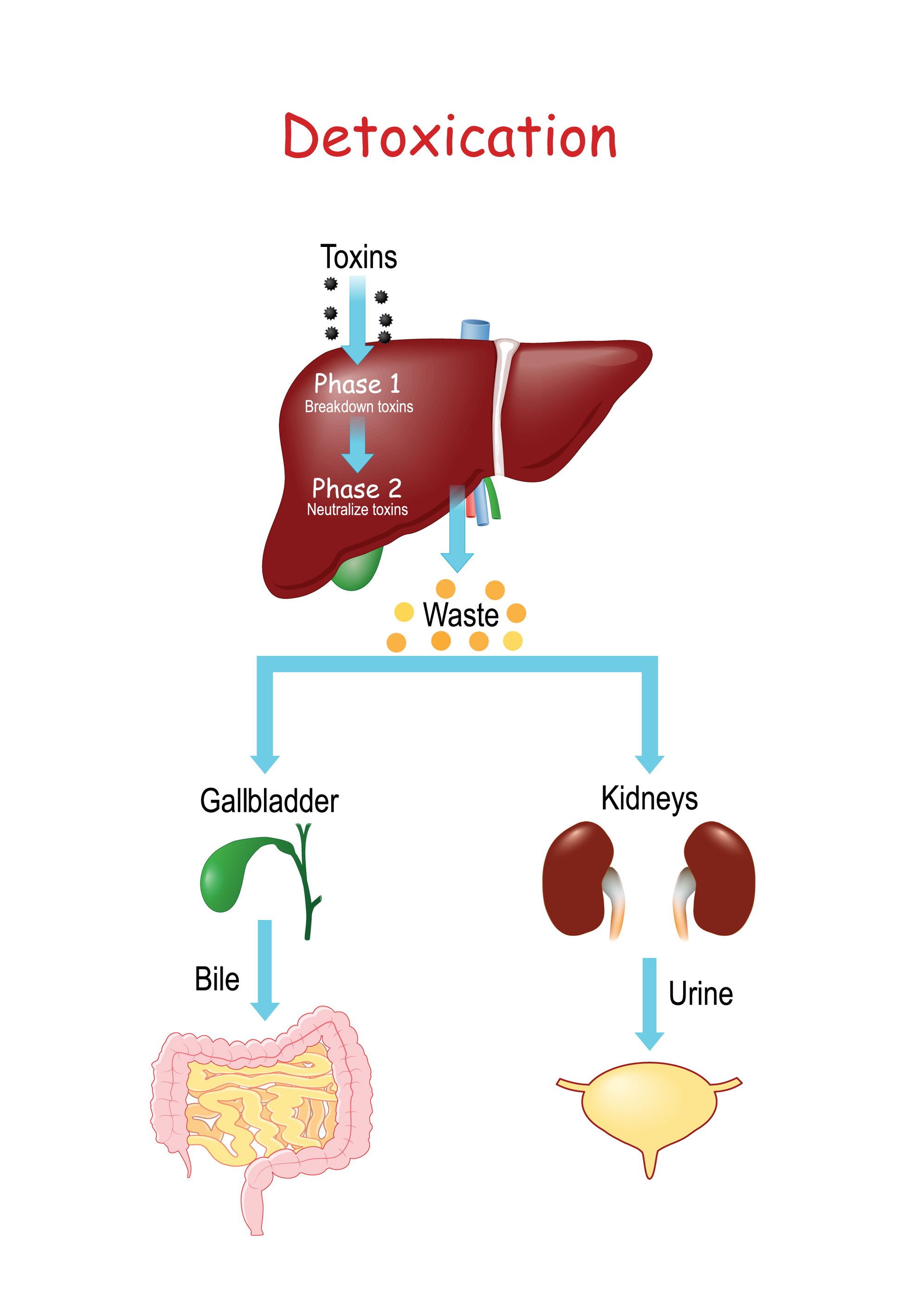 😱THIS is why you need your liver. Hyaluxe