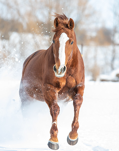 Festive puppy and pony wishing you Happy Holidays!