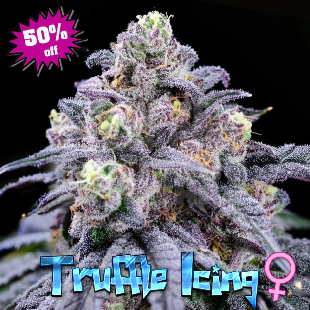 💡 Strain Spotlight Truffle Icing (feminized) 🎂 Premium Seed Market