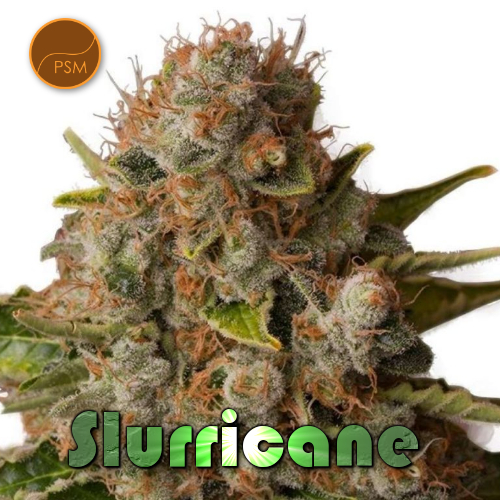 🌀Strain Spotlight! Slurricane🌀 Premium Seed Market