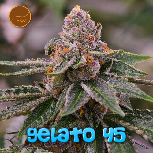 🍦Strain Spotlight! Gelato 45🍦 Premium Seed Market