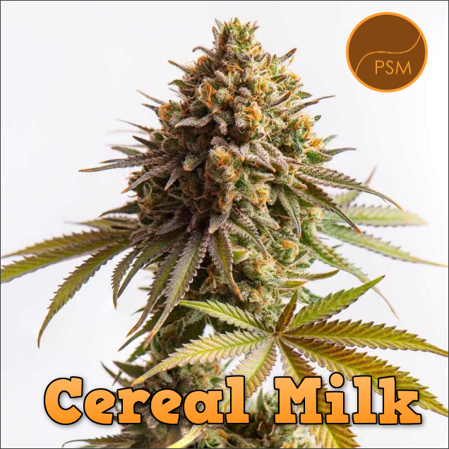 🚨Strain Spotlight! Cereal Milk🔦 Premium Seed Market