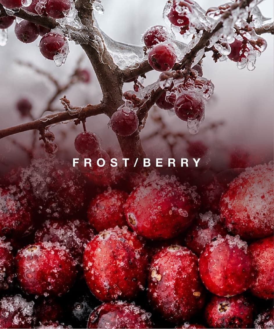 Sugared frosted cranberries, the mood of Winter Berry