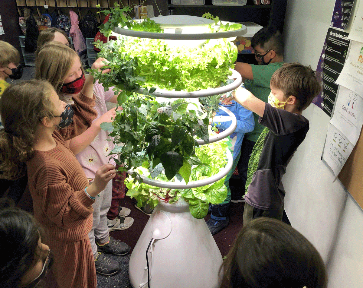 LESSONS LEARNED ️🥬 Lettuce Grow