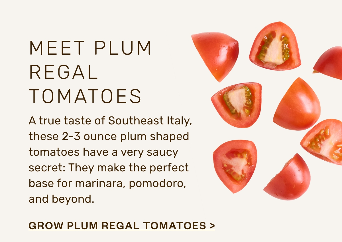 IT’S TOMATO TIME 🍅 Lettuce Grow