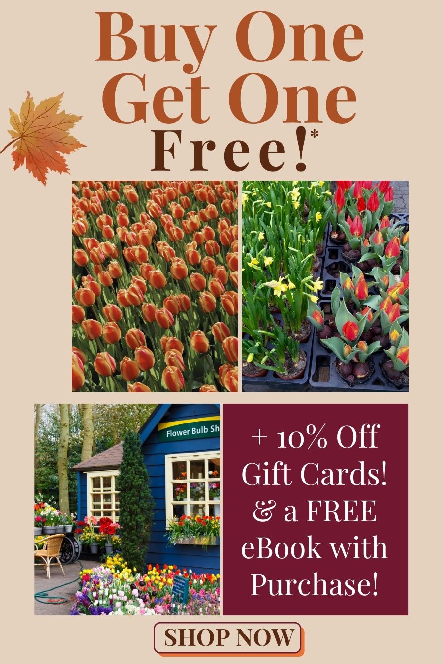 Buy one get one free bulbs + 10% off gift cards + FREE eBook with Purchase