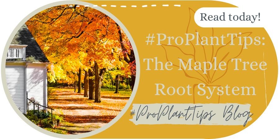 #ProPlantTips: The Maple Tree Root System