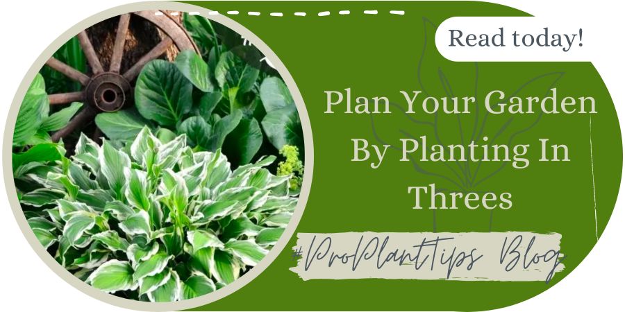 Plan Your Garden By Planting In Threes