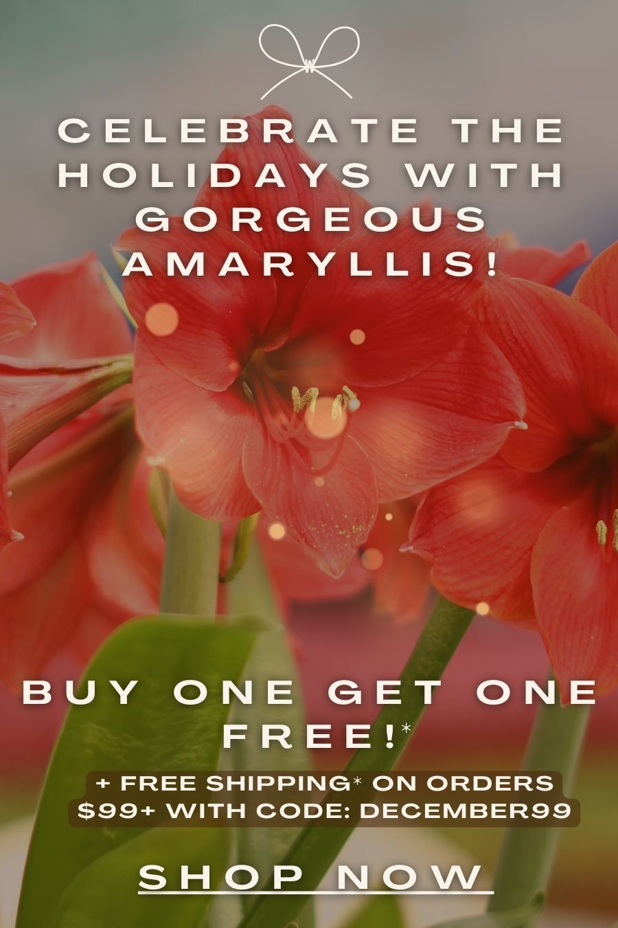 Celebrate the Holidays with Gorgeous Amaryllis now buy one get one FREE! + Free Shipping on Orders $99+ with code: DECEMBER99