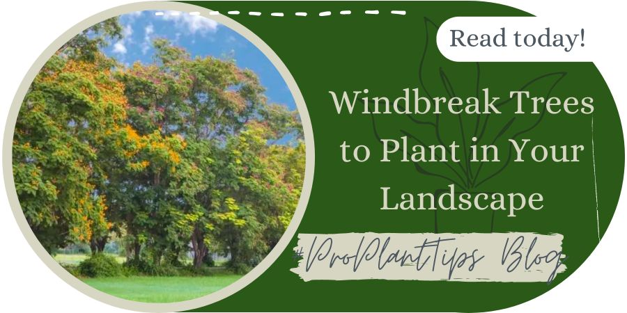Windbreak Trees to Plant in Your Landscape