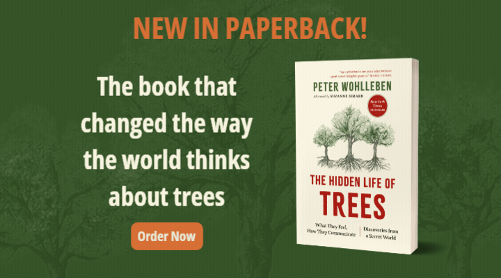 hidden life of trees