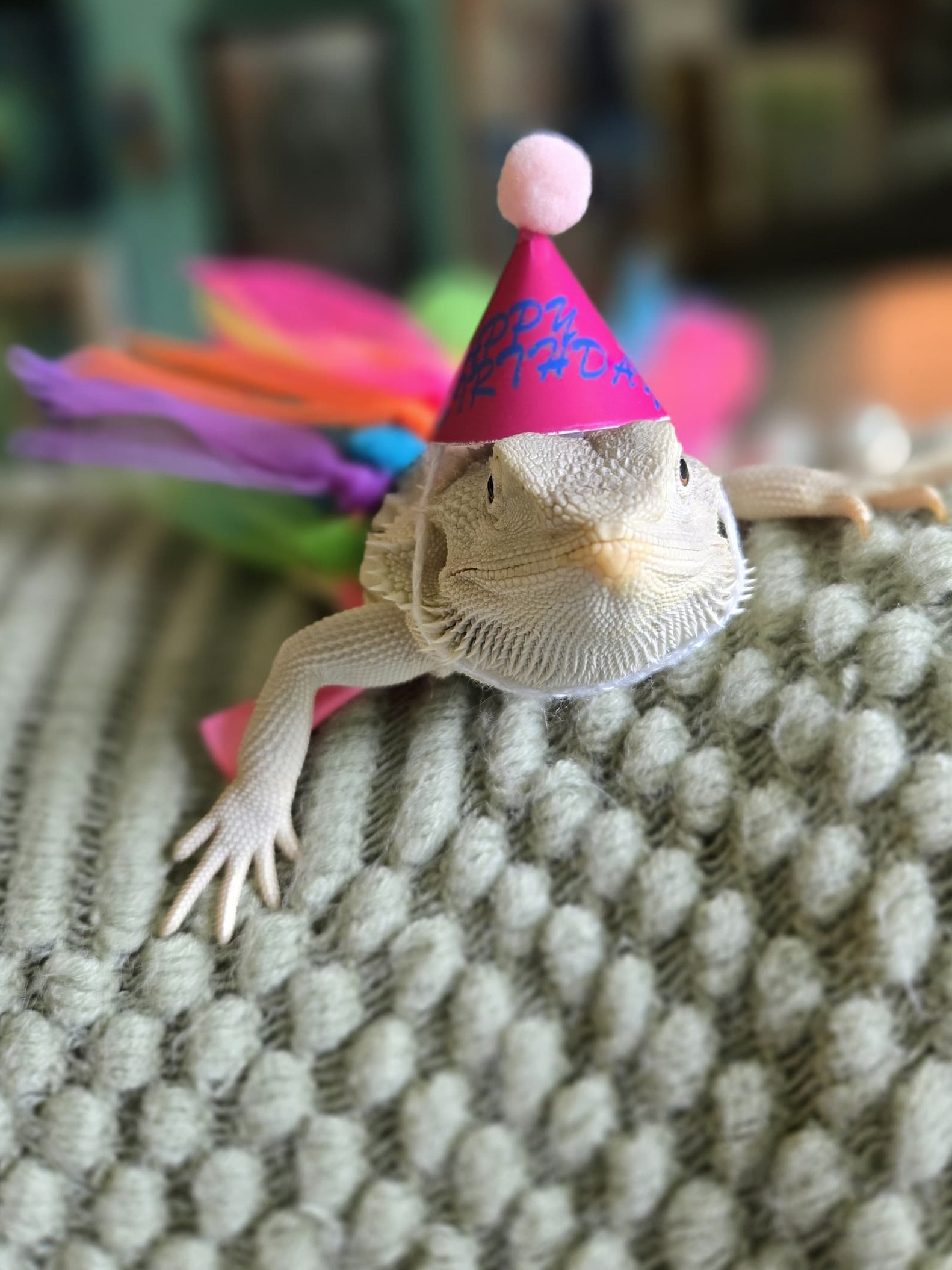 Pearl — customer’s bearded dragon from Andrew’s Reptiles