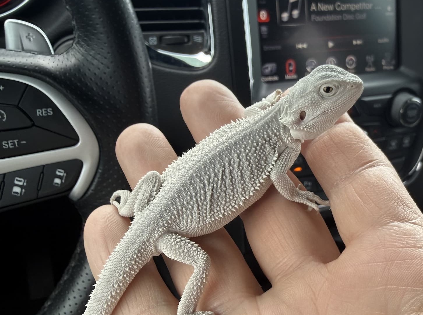 Olaf — customer’s bearded dragon from Andrew’s Reptiles