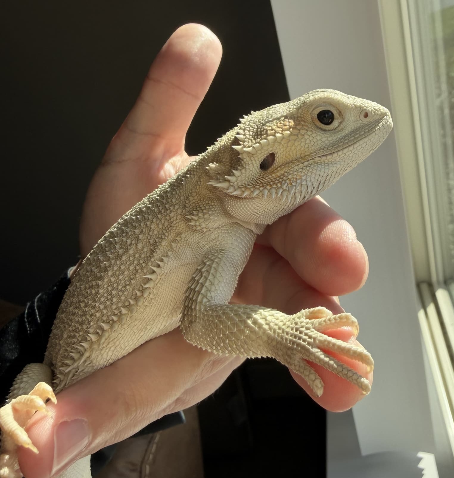 Kiwi — customer’s bearded dragon from Andrew’s Reptiles