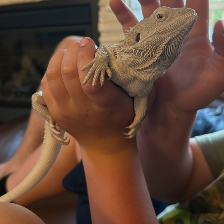 Seraphim — customer’s bearded dragon from Andrew’s Reptiles