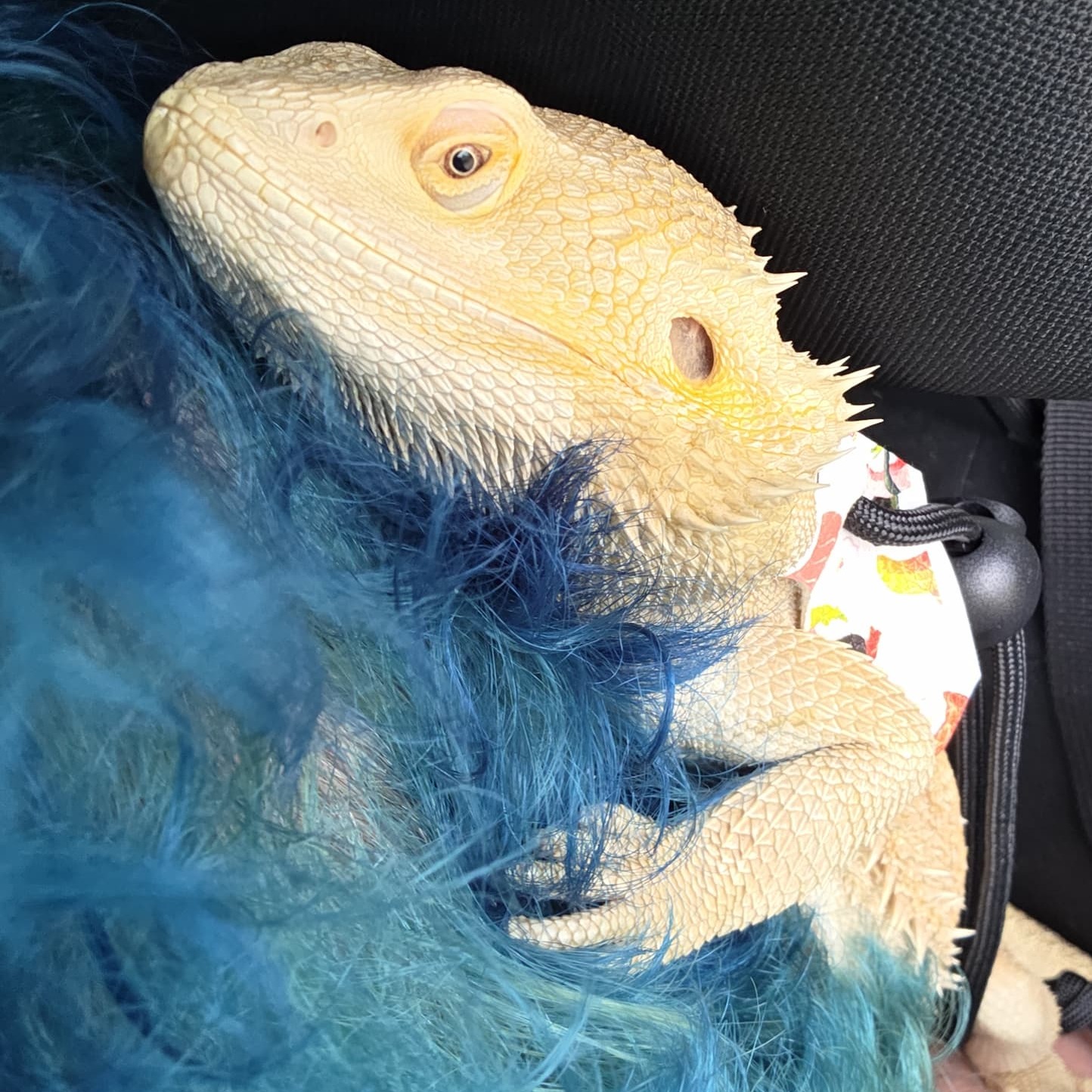 Storm — customer’s bearded dragon from Andrew’s Reptiles