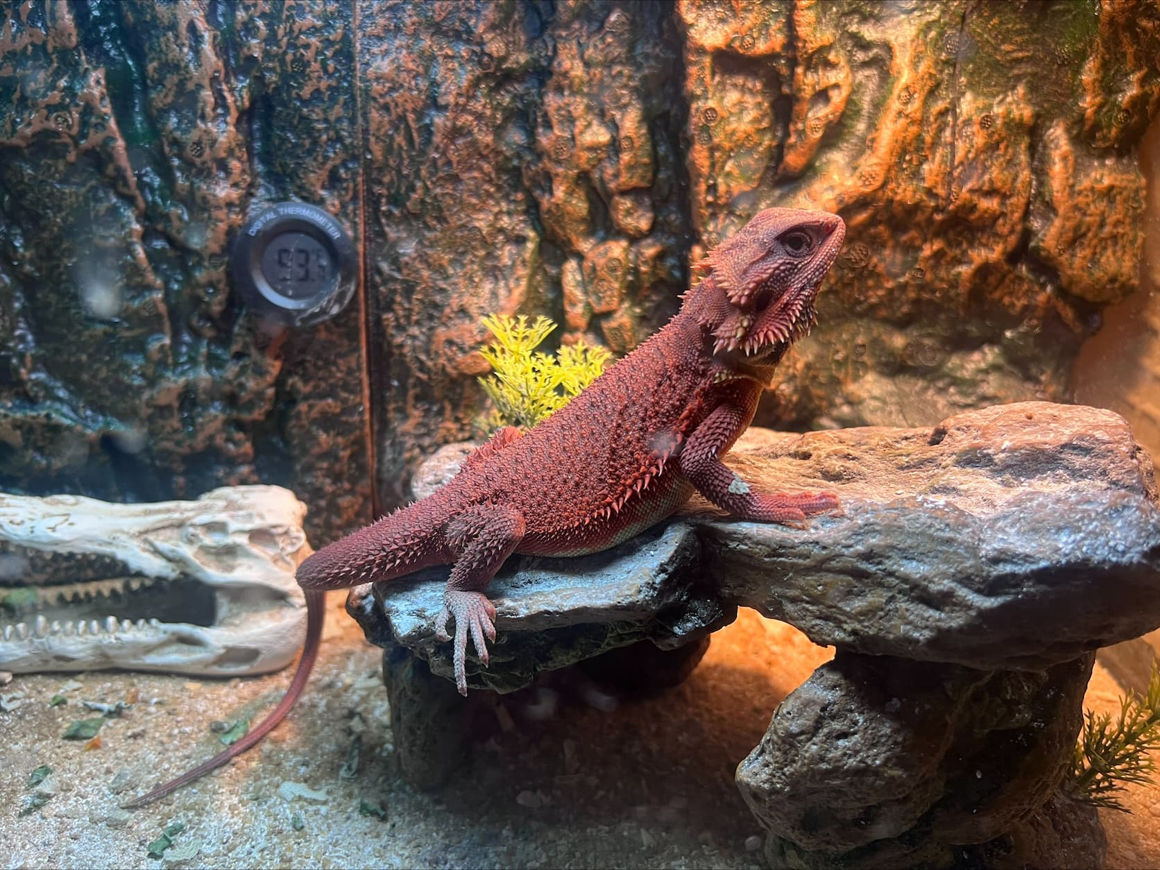 Rexa — customer’s bearded dragon from Andrew’s Reptiles