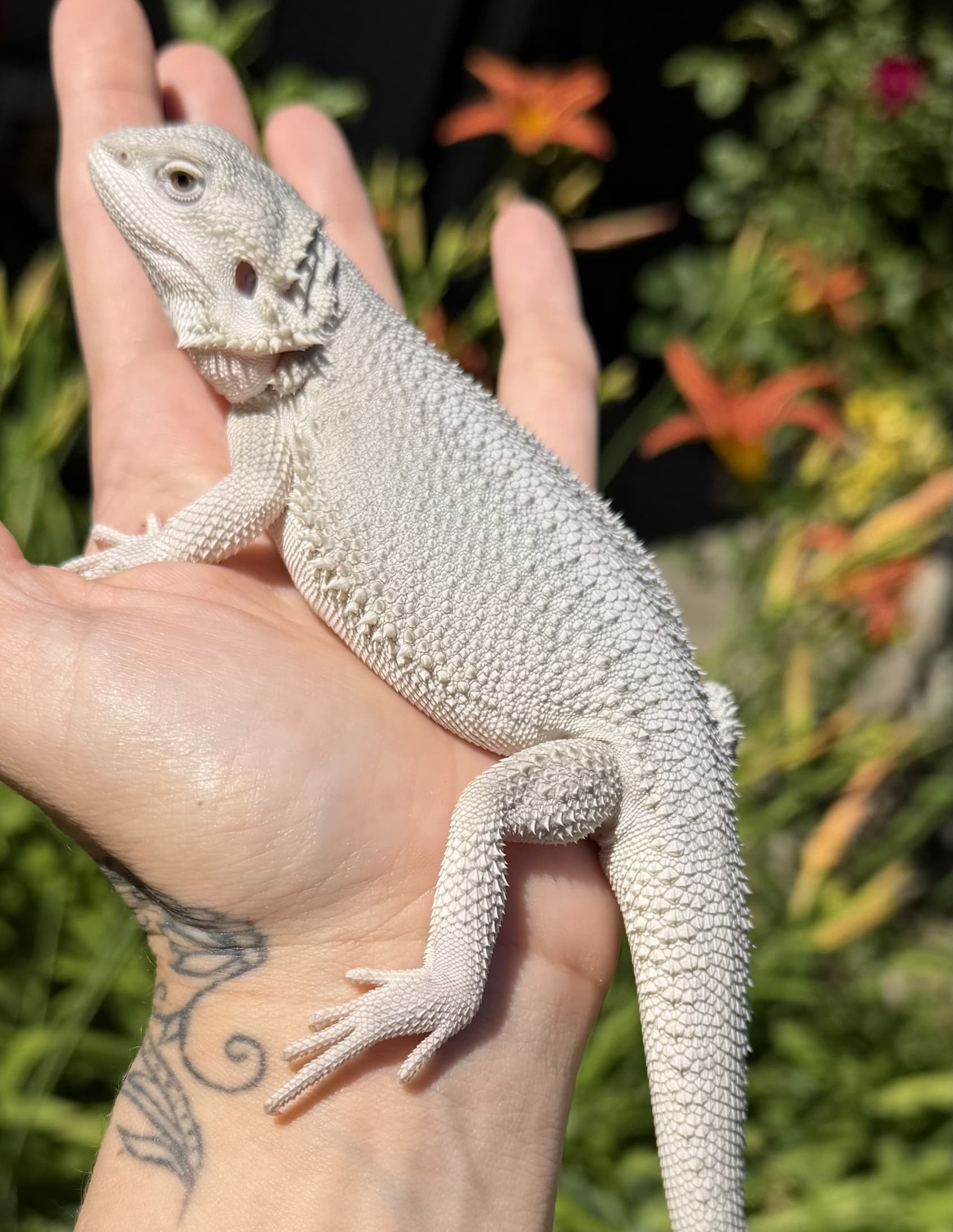 Salem — customer’s bearded dragon from Andrew’s Reptiles