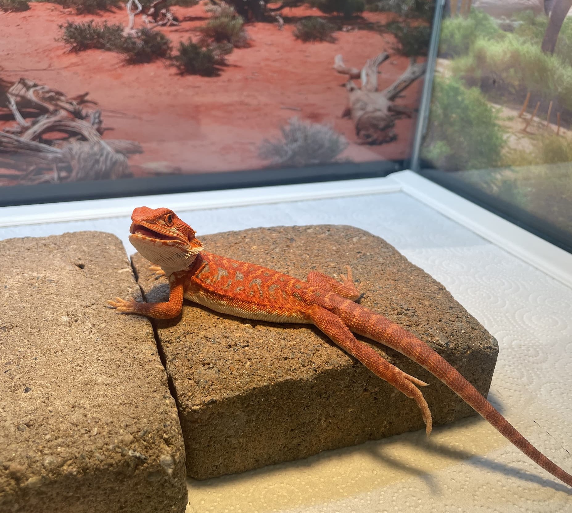 Peanut — customer’s bearded dragon from Andrew’s Reptiles