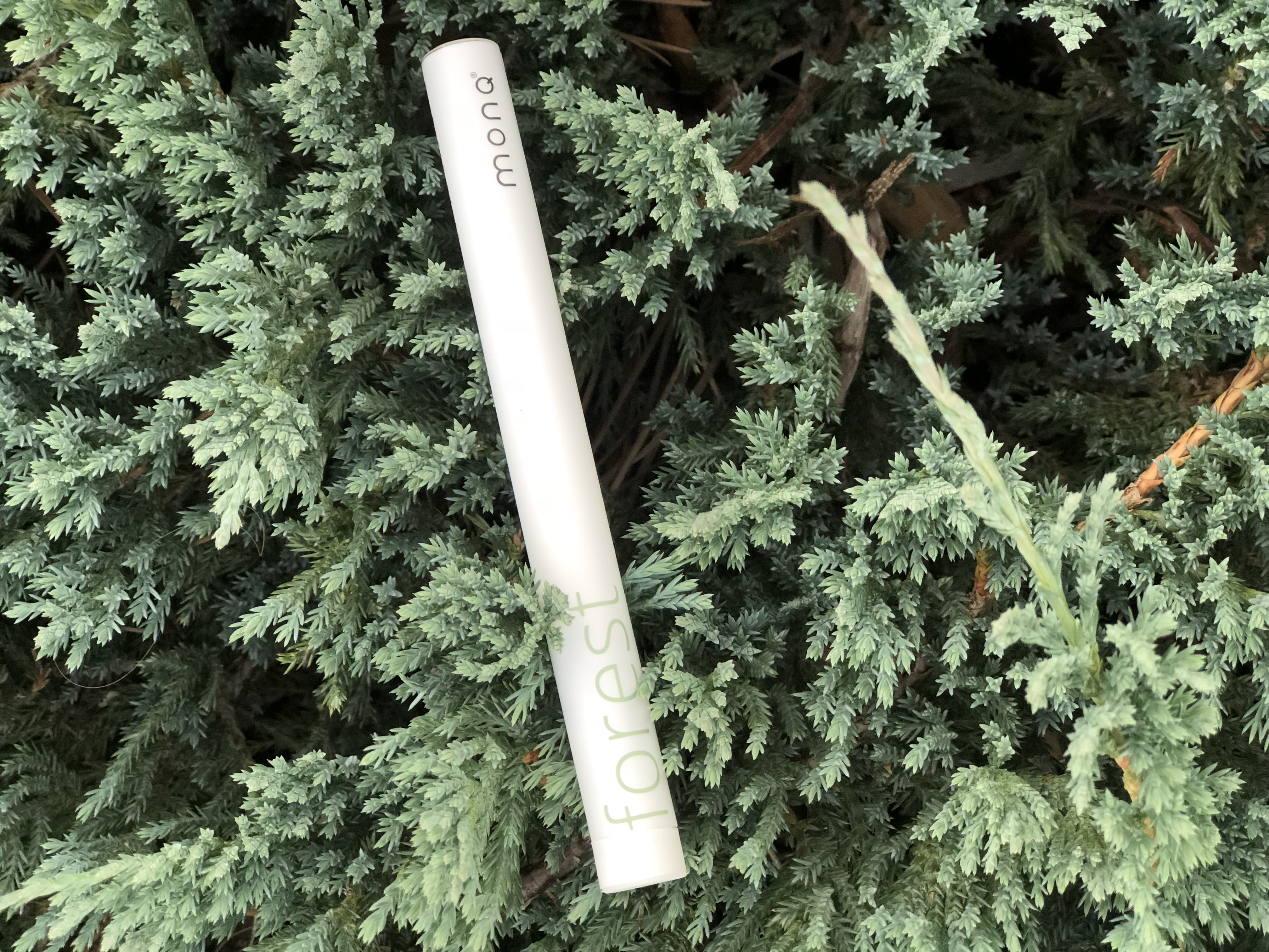 MONQ forest diffuser resting on blue-green juniper foliage — conifer terpenes like alpha-pinene engage the olfactory system directly