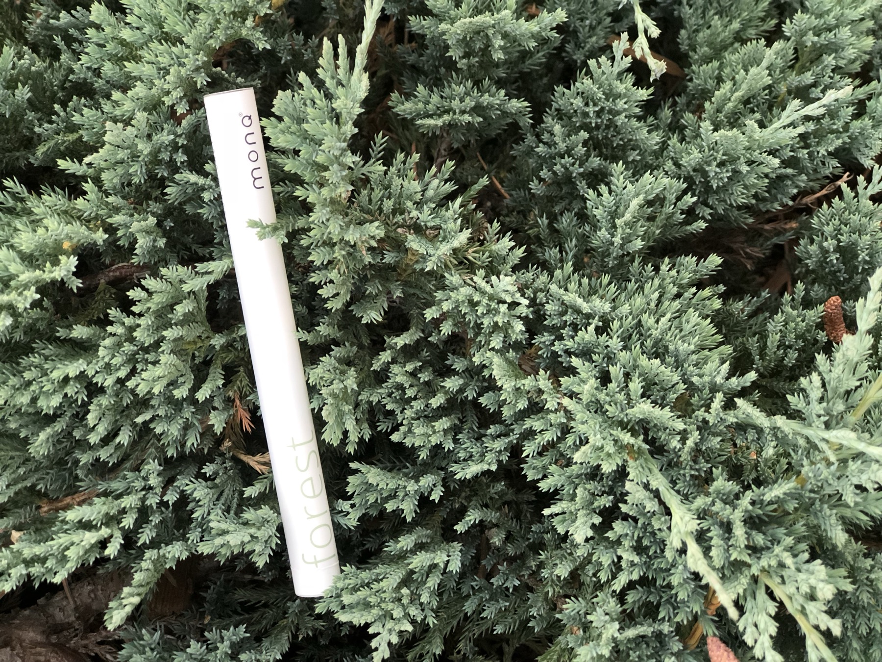 MONQ forest diffuser resting on juniper foliage — the terpenes of conifers are among the most studied secondary metabolites for olfactory and nervous system response