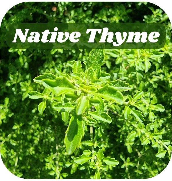 The Only Native Herb You Need! 🌿 Melbourne Bushfood AU