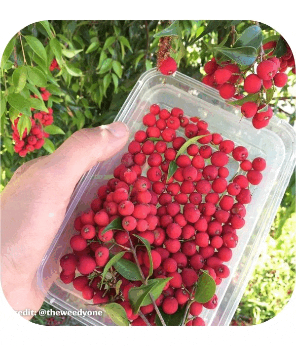 5 FastGrowing Australian Plants That Will Make Your Garden Sizzle! 🌱