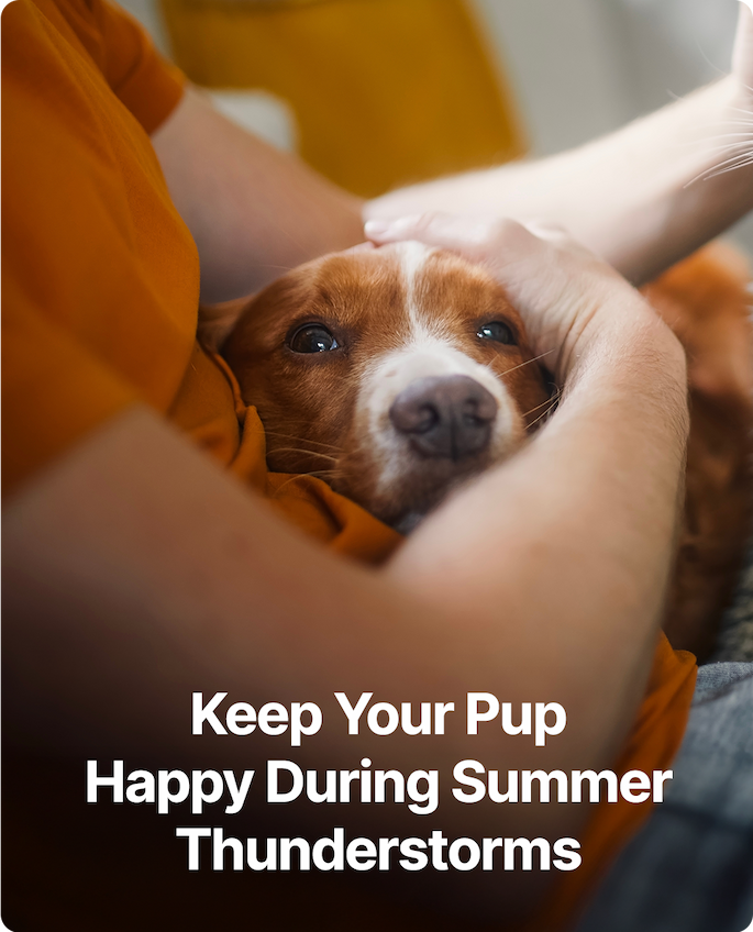 Keep Your Pup Happy During Summer Thunderstorms