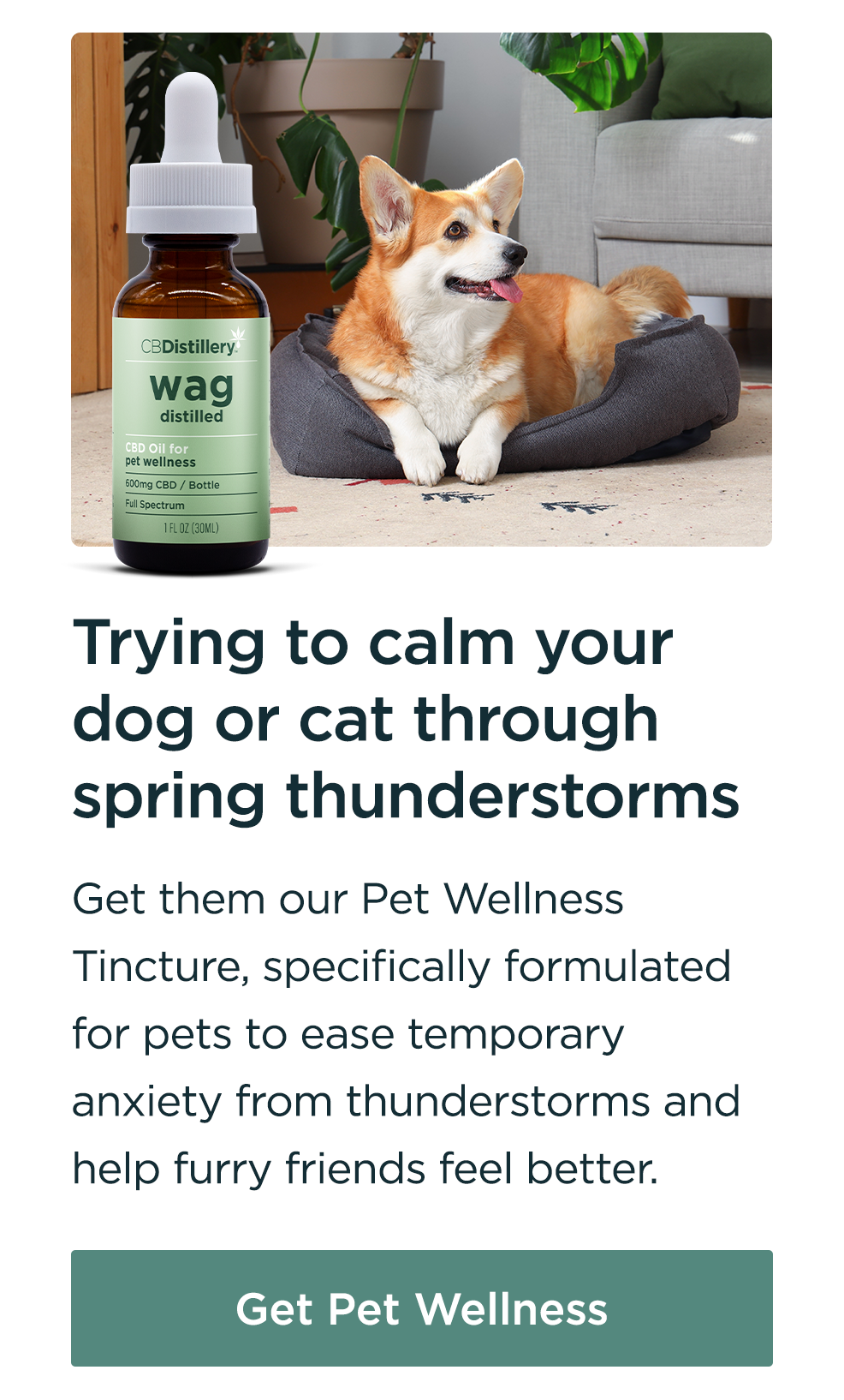 Trying to calm your dog or cat through spring thunderstorms: Get them our Pet Wellness Tincture, specifically formulated for pets to ease temporary anxiety from thunderstorms and help furry friends feel better. Get Pet Wellness