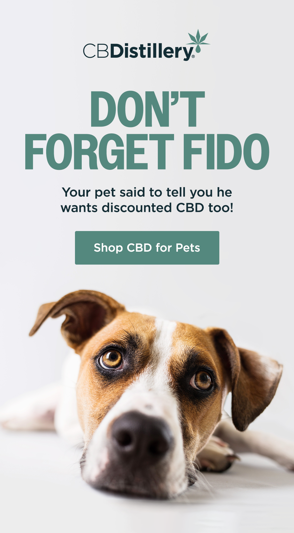 Shop CBD for Pets Shop CBD for Pets