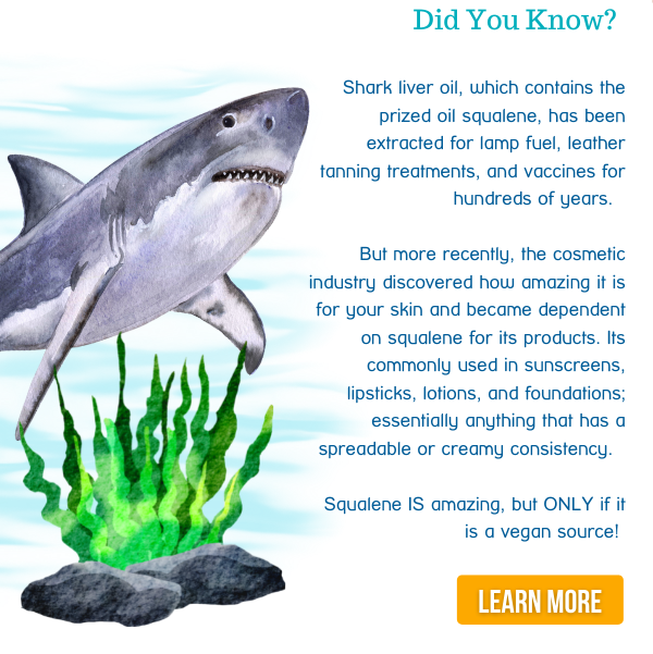 Healthy Oceans Need Healthy Sharks! 🦈 Stream2Sea