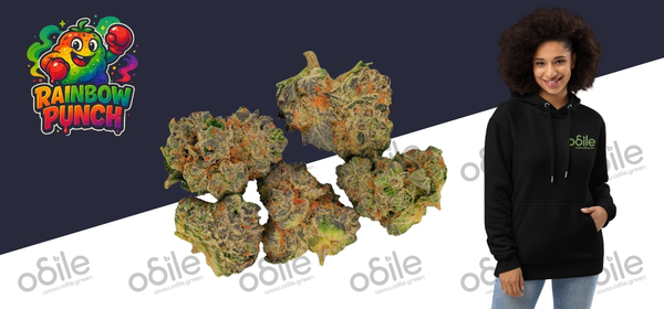 Rainbow Punch Mini Buds CBD &mdash; Odile.green