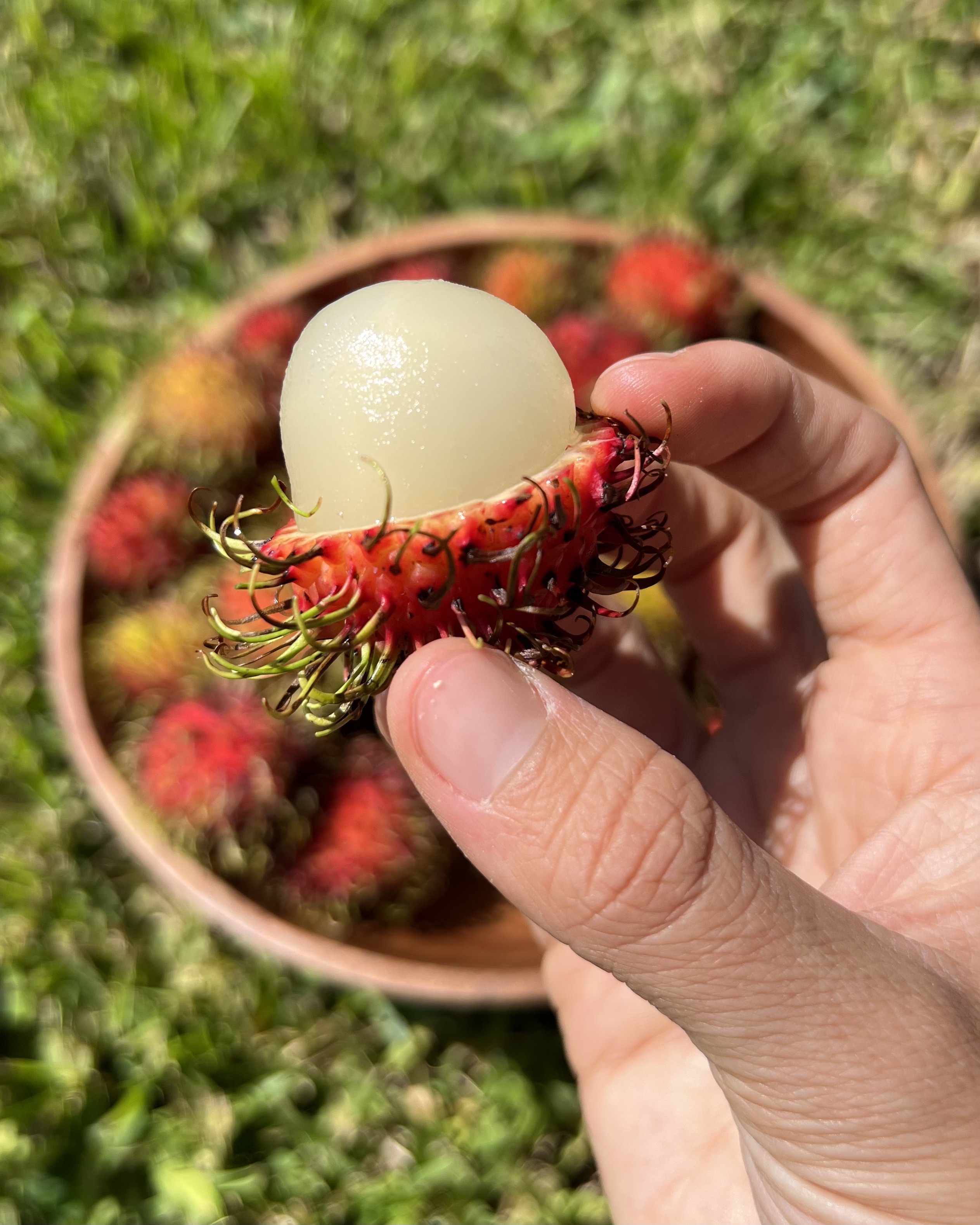 Rambutan SALE + NEW rare mangosteen! Miami Fruit