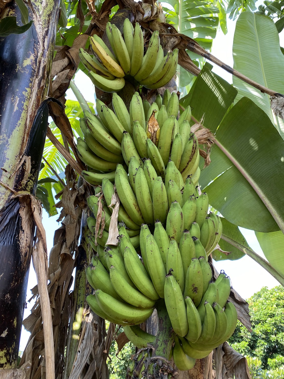 Gros Michel Banana Info 🍌 Miami Fruit
