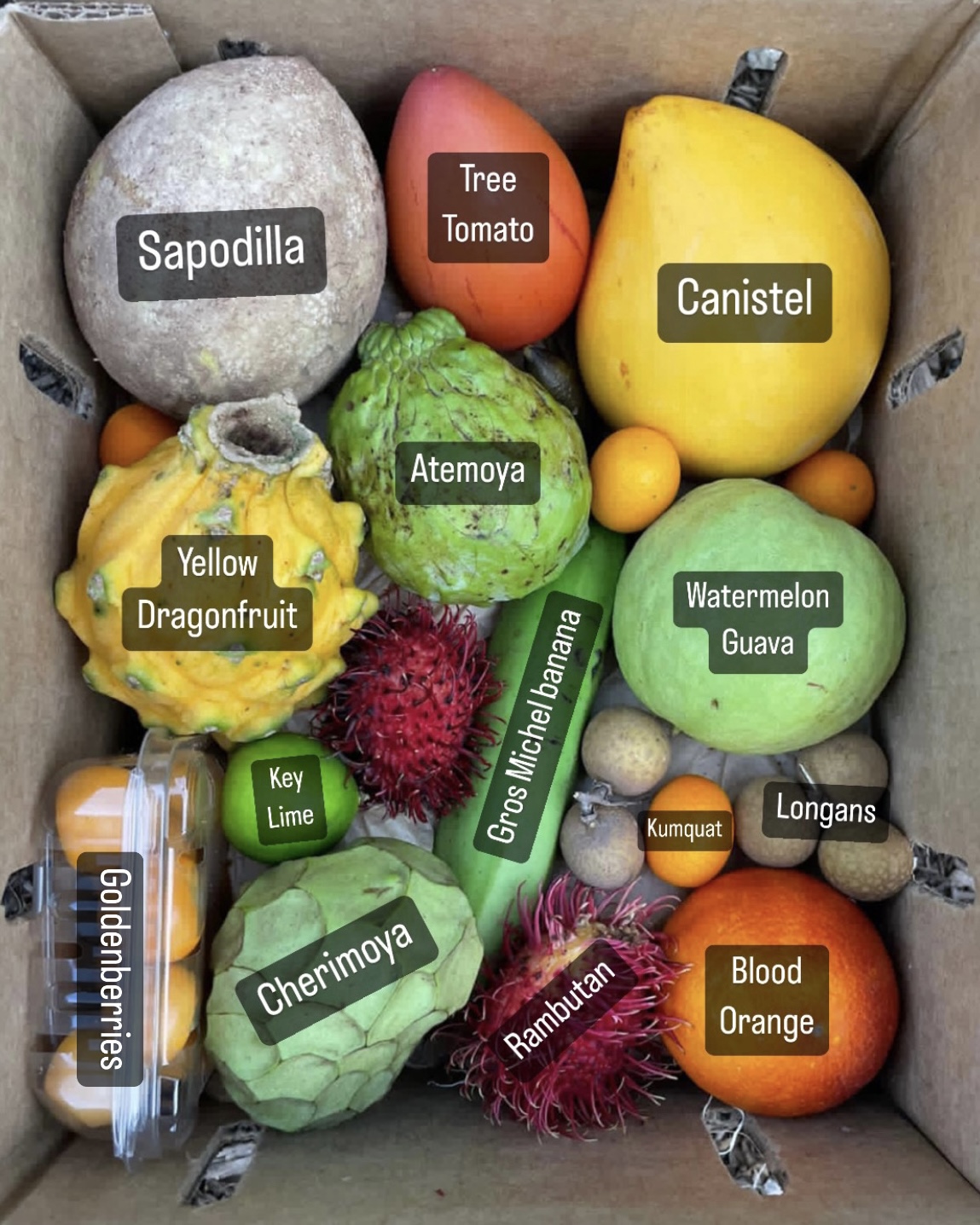 End of January Harvest Update 🌈 Miami Fruit