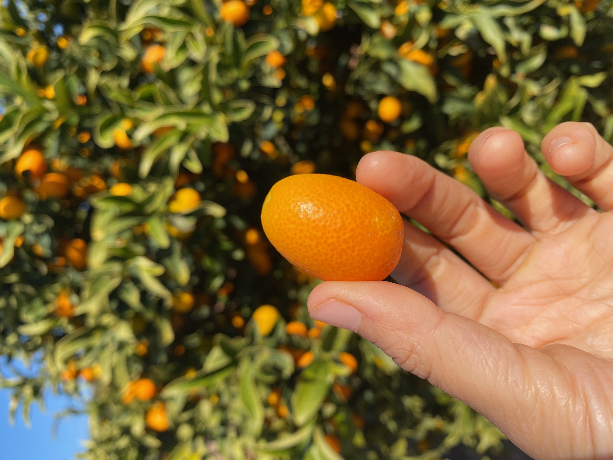 Kumquat is back in season 🍊 Miami Fruit