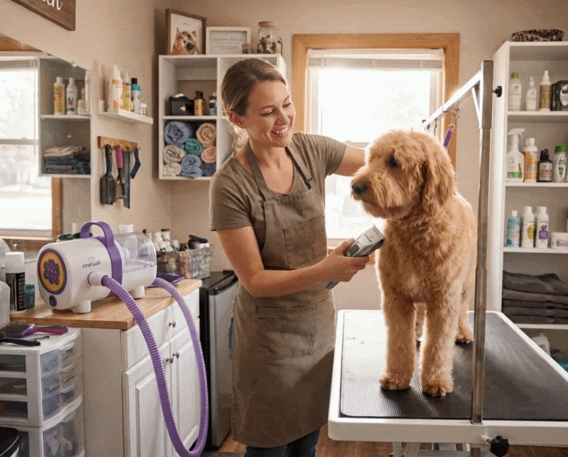 Pet grooming equipment available at auction this week.