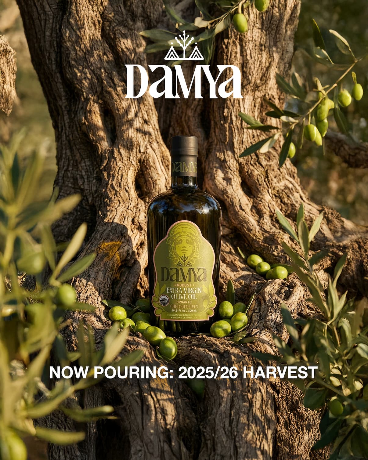 2025/26 Olive Oil Harvest Report | Damya Organic Extra Virgin