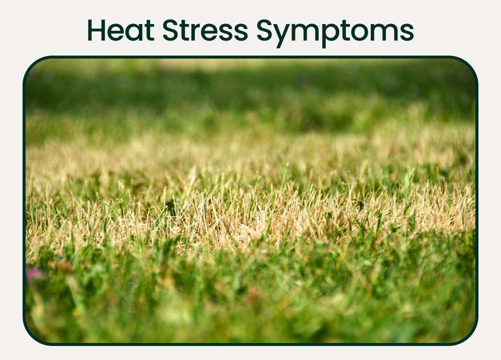 The Andersons Heat Stress Prevention fertilizer