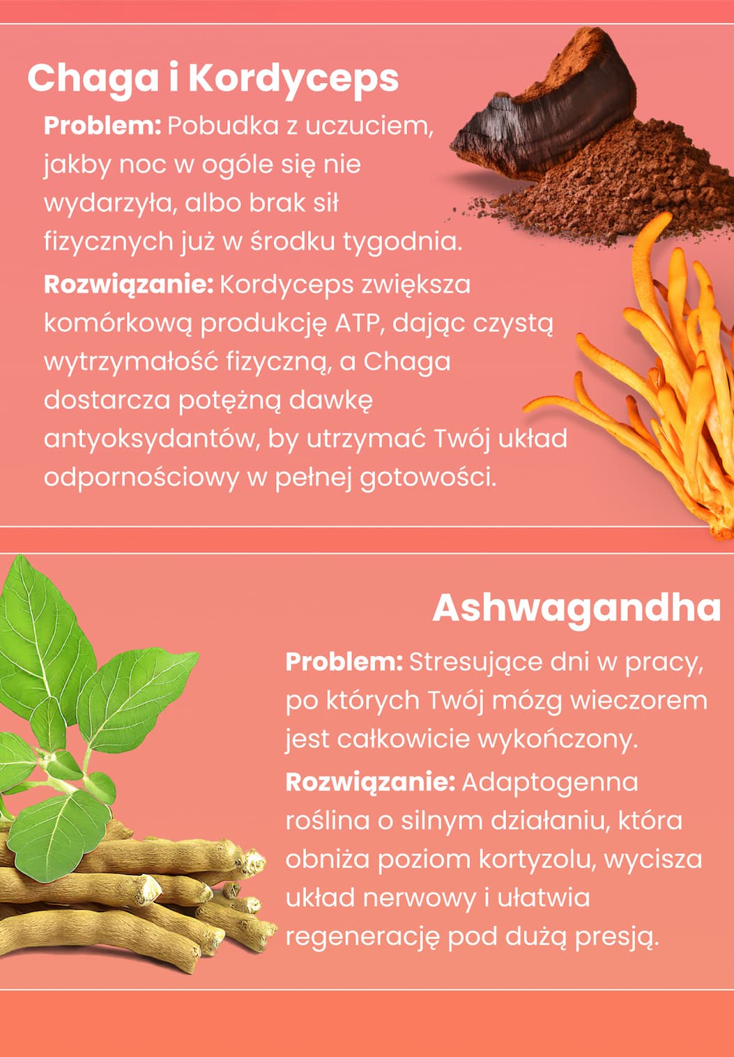 Chaga I Kordyceps