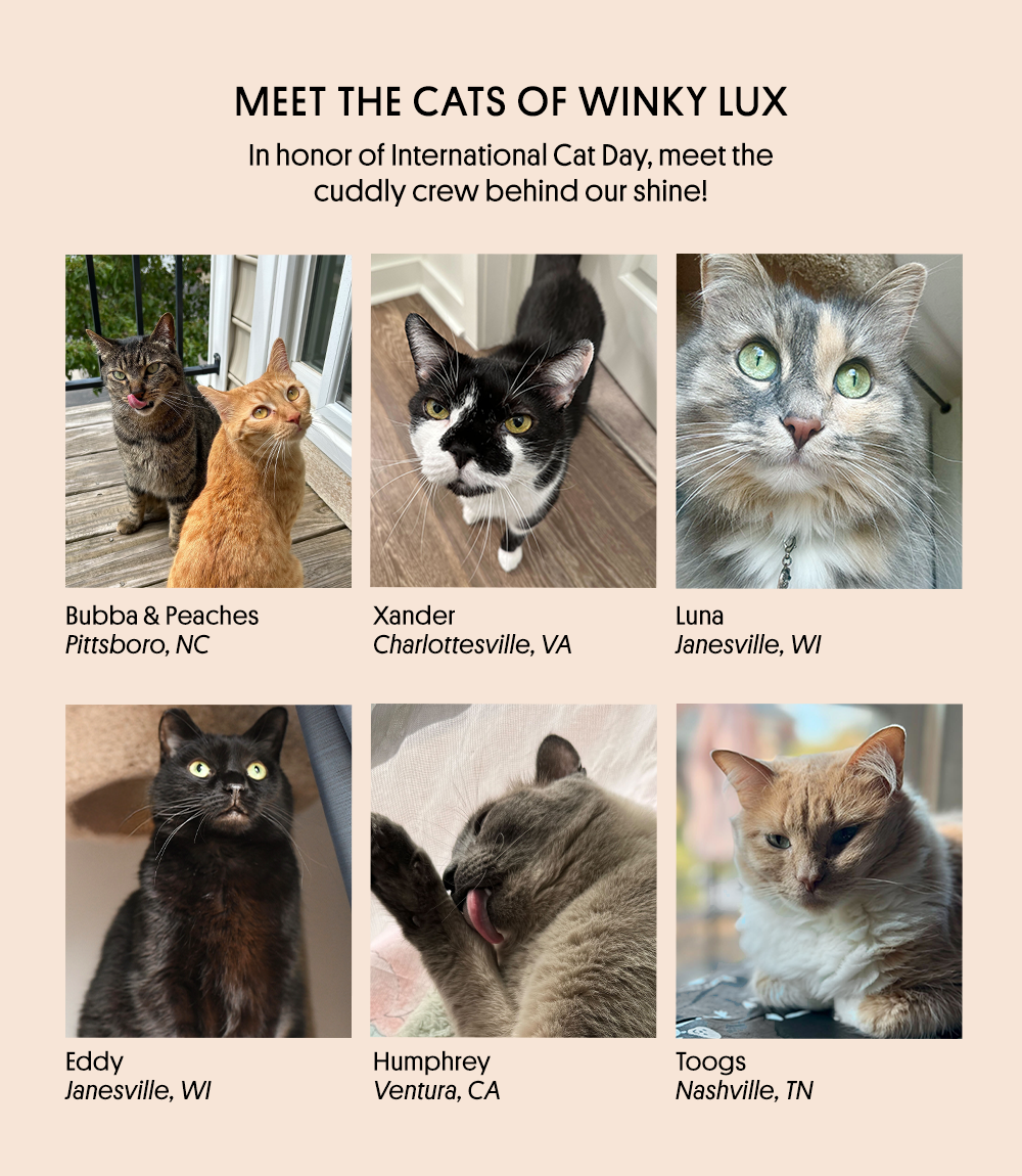 Meet the Cats of Winky Lux